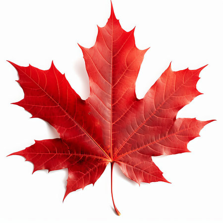 Red maple leaf isolated on white background. Realistic vector illustration.の素材
