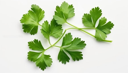 Fresh parsley leaves on white background. Top view, flat layの素材