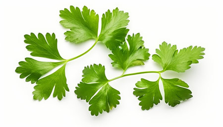 Fresh parsley leaves isolated on white background. Top view. Flat lay pattern.の素材