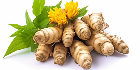 Fresh Jerusalem artichoke with green leaves and yellow flowers isolated on white backgroundの素材
