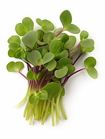 Fresh green radish microgreens isolated on white background. Healthy eating concept.の素材