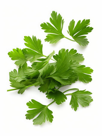 Parsley isolated on white background cutout. Top view.の素材