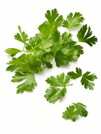 Fresh parsley herb leaves isolated on white background cutout. Parsley leaves.の素材
