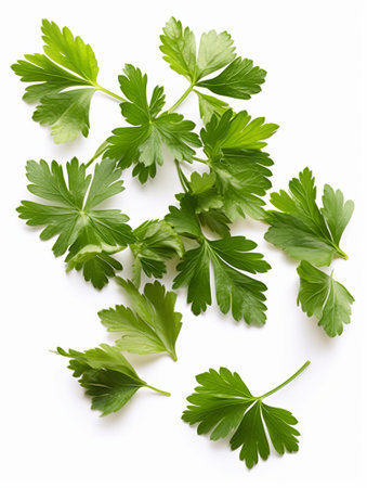 Parsley leaves isolated on white background. Top view. Flat lay pattern.の素材