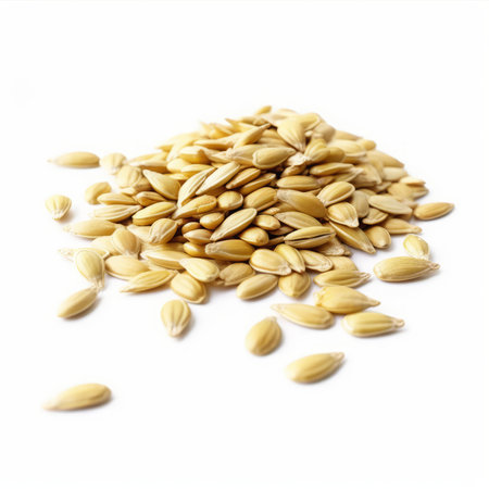Heap of unpeeled oat grains isolated on white backgroundの素材