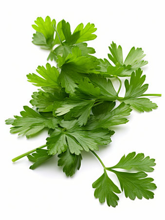 parsley herb leaves isolated on white background cutout. parsleyの素材