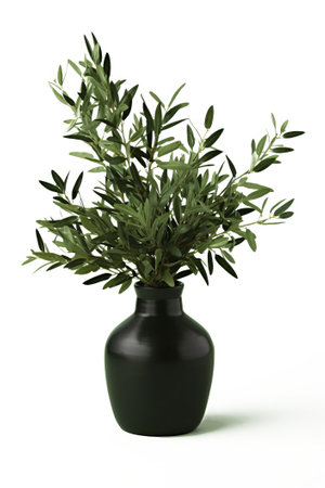 Olive tree in a black vase isolated on white background.の素材