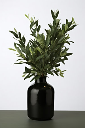 Olive tree in a black vase on a gray background.の素材