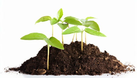 Green seedling illustrating concept of new life with white backgrounの素材