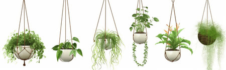 Set of indoor plants in hanging pots isolated on white background. Vector illustration.の素材