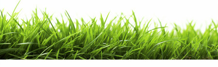 Fresh green grass isolated on white background. Panoramic banner.の素材