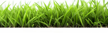 Green grass isolated on white background. Close-up. Banner.の素材
