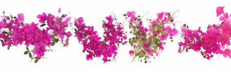 Bougainvillea flowers isolated on white background. Wide bannerの素材