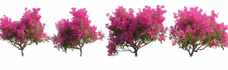 3D rendering of a bougainvillea tree isolated on white backgroundの素材