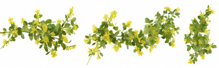 Set of yellow flowers of St. John's wort isolated on white backgroundの素材