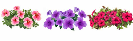 Set of petunia flowers isolated on a white background. Floral background.の素材