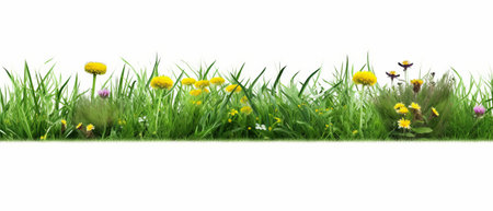 Green grass with flowers and butterflies isolated on white background. 3d illustrationの素材