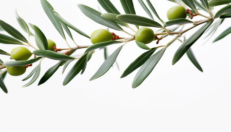 Olive branch with green olives isolated on white background with copy spaceの素材