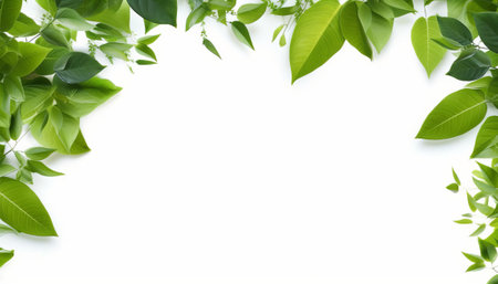 Fresh green leaves on white background with copy space for your text.の素材