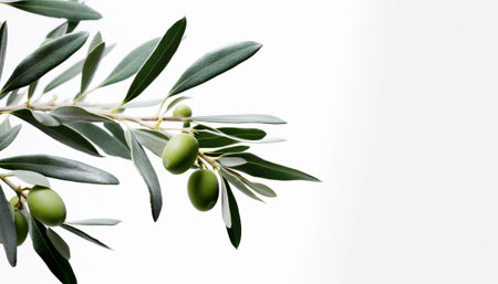 Olive branch with green olives on a white background. Copy space.の素材