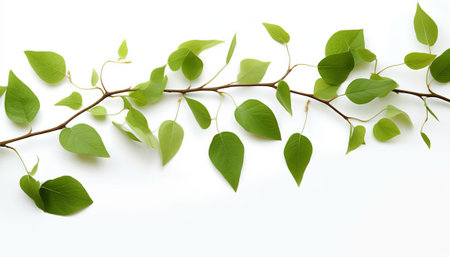 Green leaves on white background, flat lay. Space for text.の素材