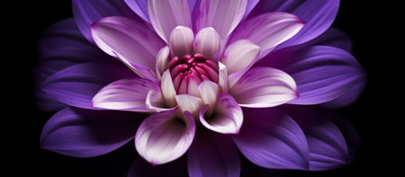 Purple dahlia flower on a black background with reflection.の素材