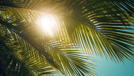 Coconut palm tree with sunbeams and lens flare effectの素材