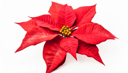 Poinsettia flower isolated on white background. Christmas star.の素材
