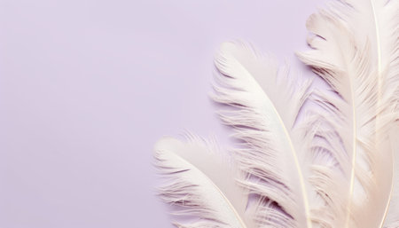 White feathers on a purple background. Flat lay, top view.の素材