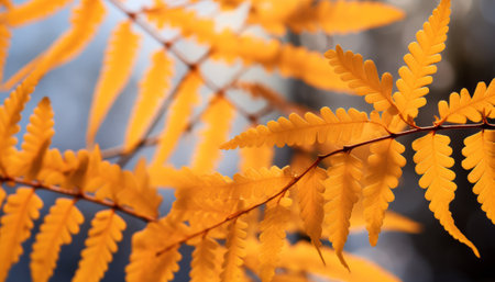 Closeup of yellow autumn leaves on blurred background, shallow depth of fieldの素材
