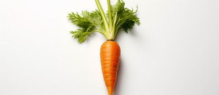 Carrot with green leaves on a white background. Healthy food concept.の素材