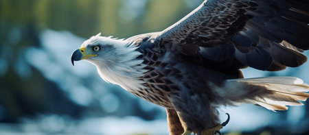 Bald Eagle (Haliaeetus leucocephalus)の素材