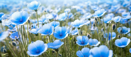 Beautiful blue anemone flowers on the meadow. Nature backgroundの素材