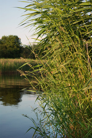 Reed on forest lake on evening sunlight