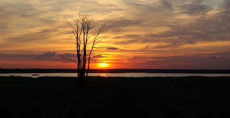 Silhouette of lonely tree against the sky on sunsetの写真素材