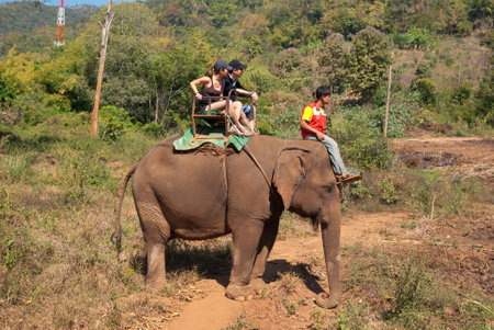 Elephant trekking in an elephant camp in northern Thailandのeditorial素材