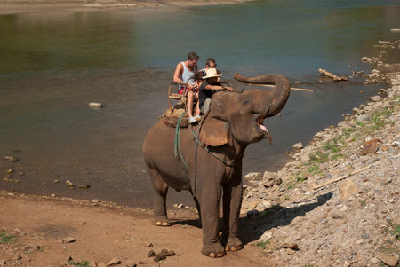 Elephant trekking in an elephant camp in northern Thailandのeditorial素材