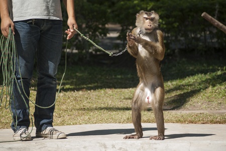 Trained monkey with its trainer in zoo, Thailandの写真素材