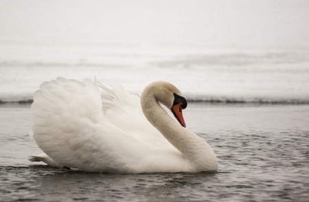 Lonely swan swimming in cold winter waterの写真素材