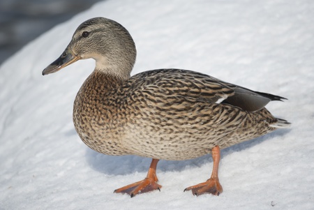Lonely mallard duck standing on the snowの写真素材