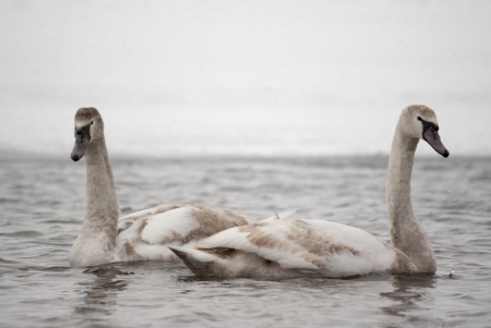 Swans gather in cold winter waterの写真素材