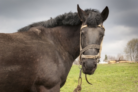 Horse grazing on a meadow in the villageの写真素材
