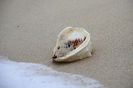 Shell on the coast of Caribbean sea, Cancun, Mexico
