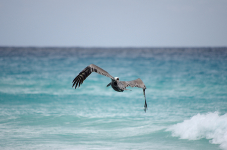 Pelican flying over Caribbean sea, Cancun, Mexicoの写真素材
