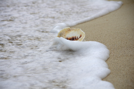 Shell on the coast of Caribbean sea, Cancun, Mexicoの写真素材
