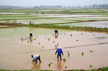 Vietnamese farmers transplant rice seedlings on the plot fieldのeditorial素材