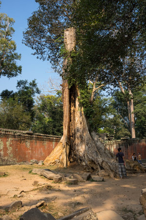 ANGKOR WAT, CAMBODIA - JANUARY 27, 2015: Ruins of Ta Prohm temple in Angkor Wat. Angkor Wat is the largest Hindu temple complex and religious monument in the worldのeditorial素材