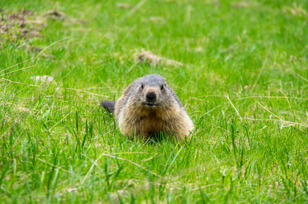Marmot on the slope of mountain of National park Ecrins in Franceの写真素材