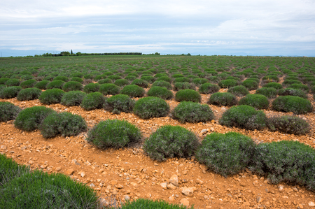 Endless rows of lavender fields of the French Provenceの写真素材