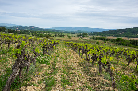 Vineyard on the hills of Provance, southern Franceの写真素材